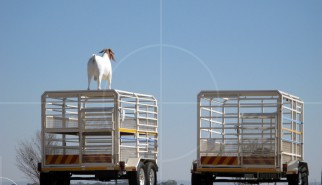 Livestock Trailer | Drive-by Snapshots by Sebastian Motsch (2007)