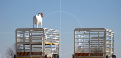 Livestock Trailer | Drive-by Snapshots by Sebastian Motsch (2007)