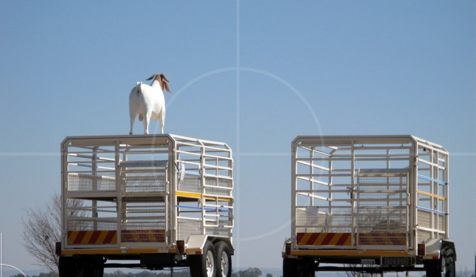 Livestock Trailer | Drive-by Snapshots by Sebastian Motsch (2007)
