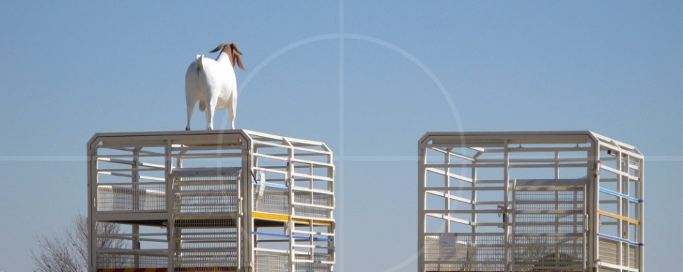 Livestock Trailer | Drive-by Snapshots by Sebastian Motsch (2007)